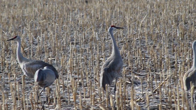Sandhill Crane (Greater) - ML647112420
