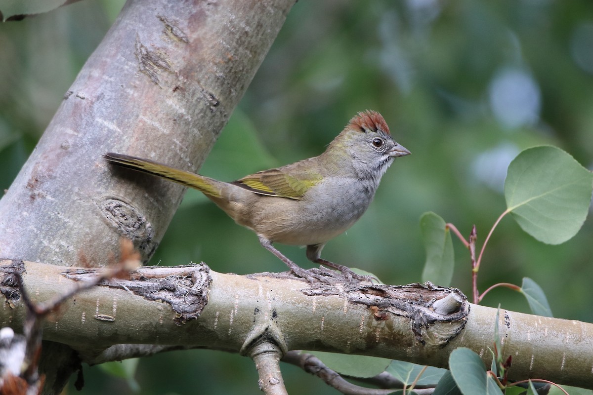 Зелёнохвостый тохи - ML647112421