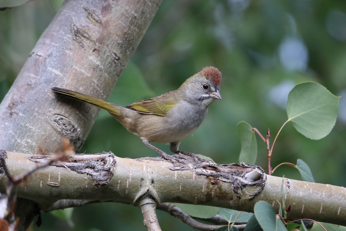 Зелёнохвостый тохи - ML647112422