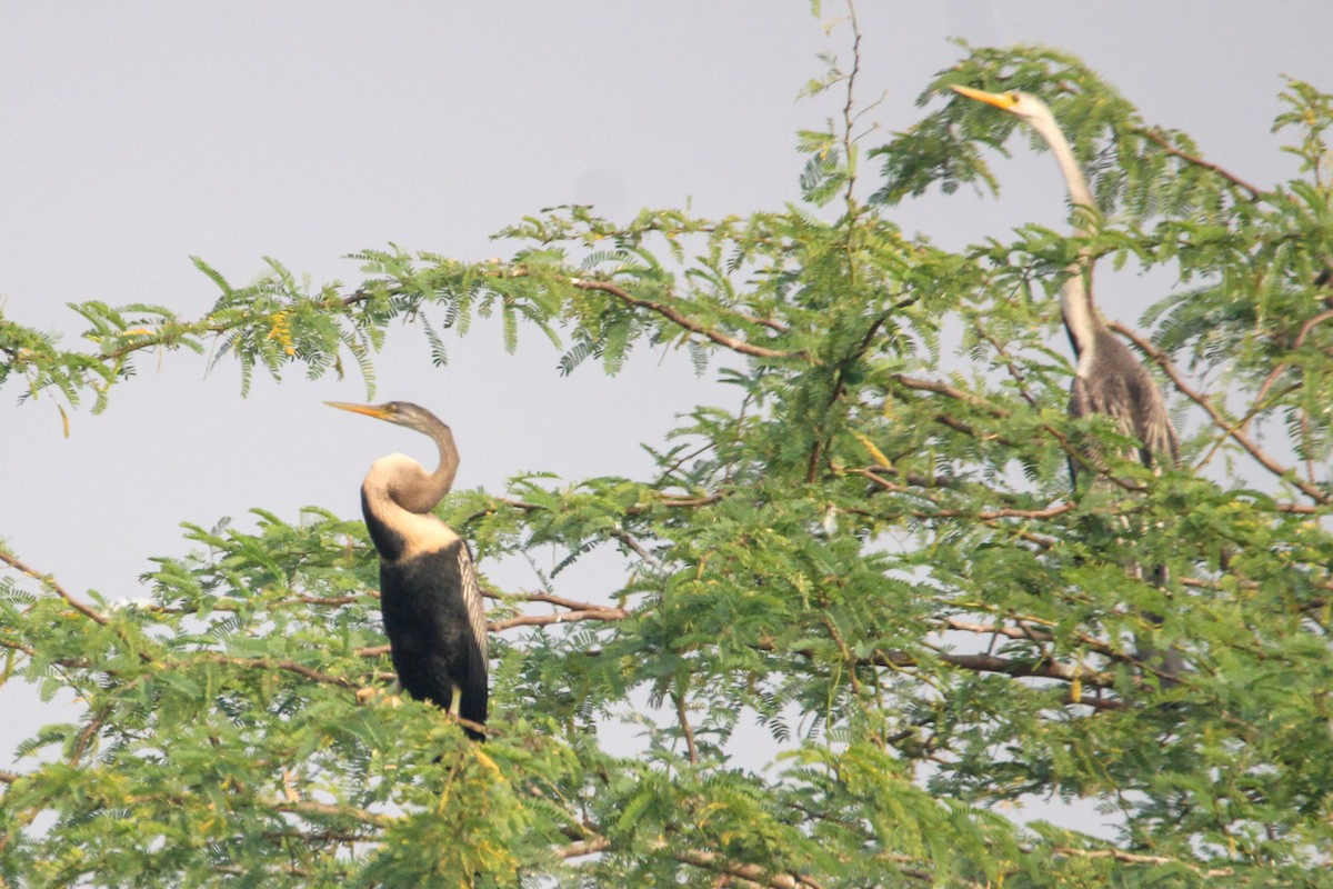 Oriental Darter - ML647112423