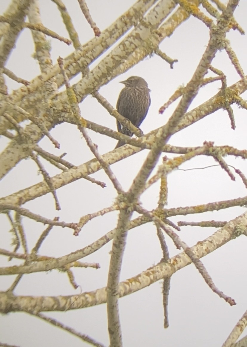 Tricolored Blackbird - ML647112431
