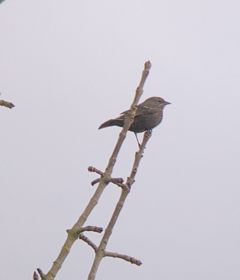 Tricolored Blackbird - ML647112432