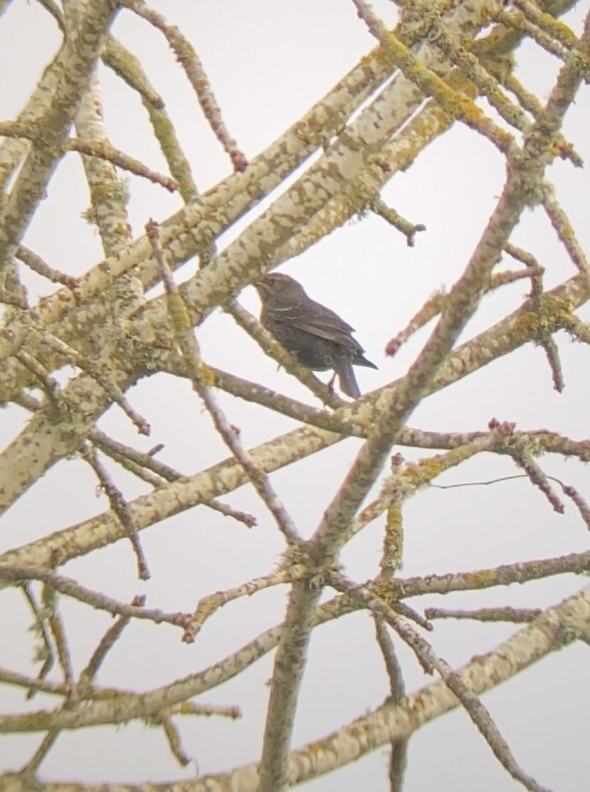 Tricolored Blackbird - ML647112433