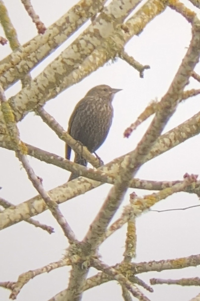 Tricolored Blackbird - ML647112434