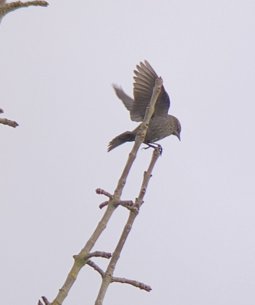 Tricolored Blackbird - ML647112435