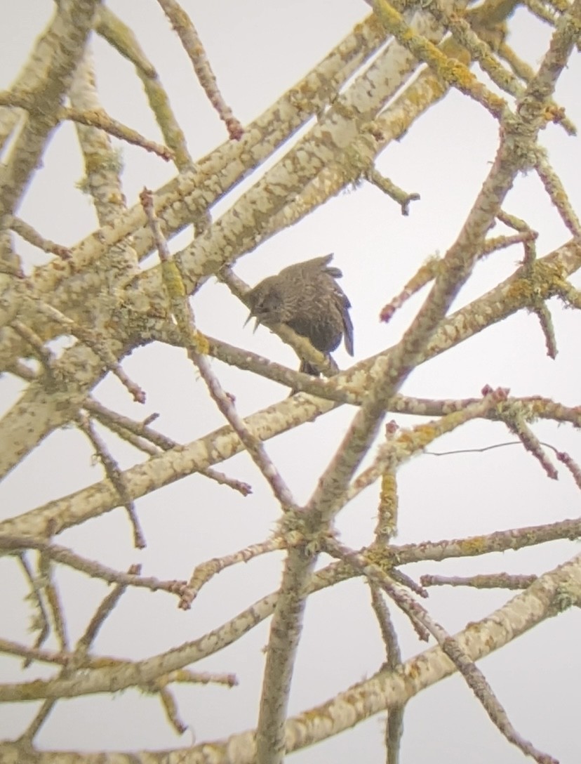 Tricolored Blackbird - ML647112436