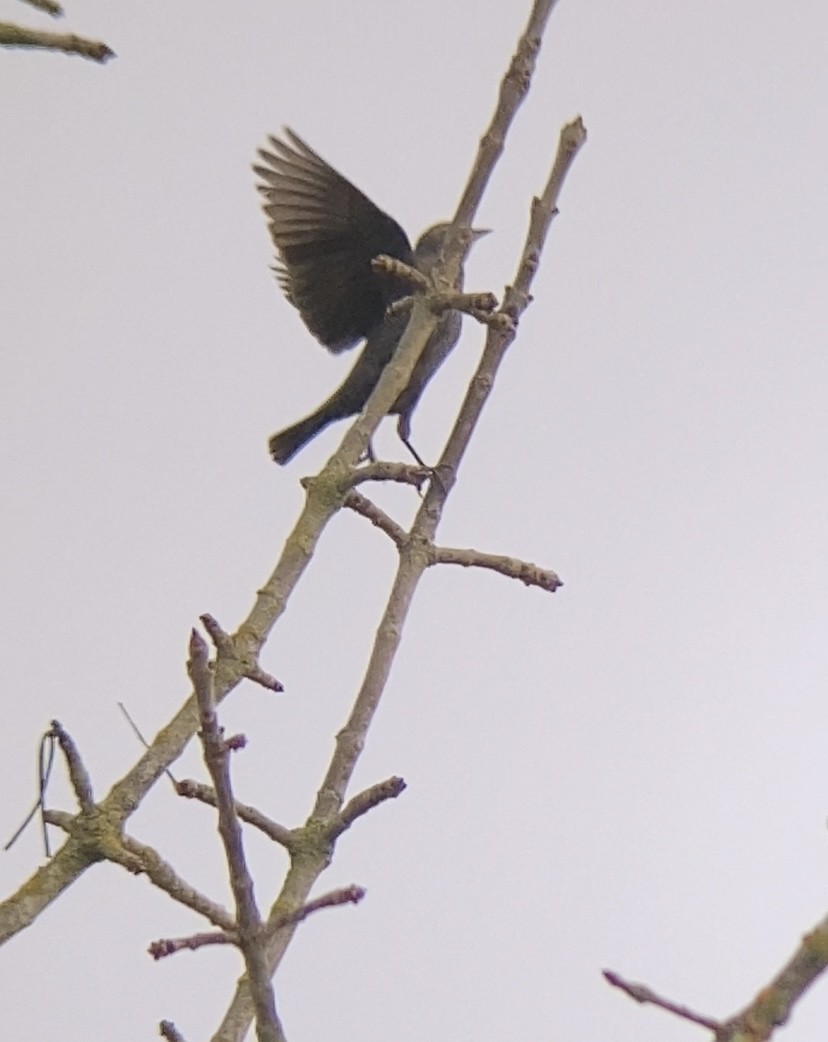 Tricolored Blackbird - ML647112437
