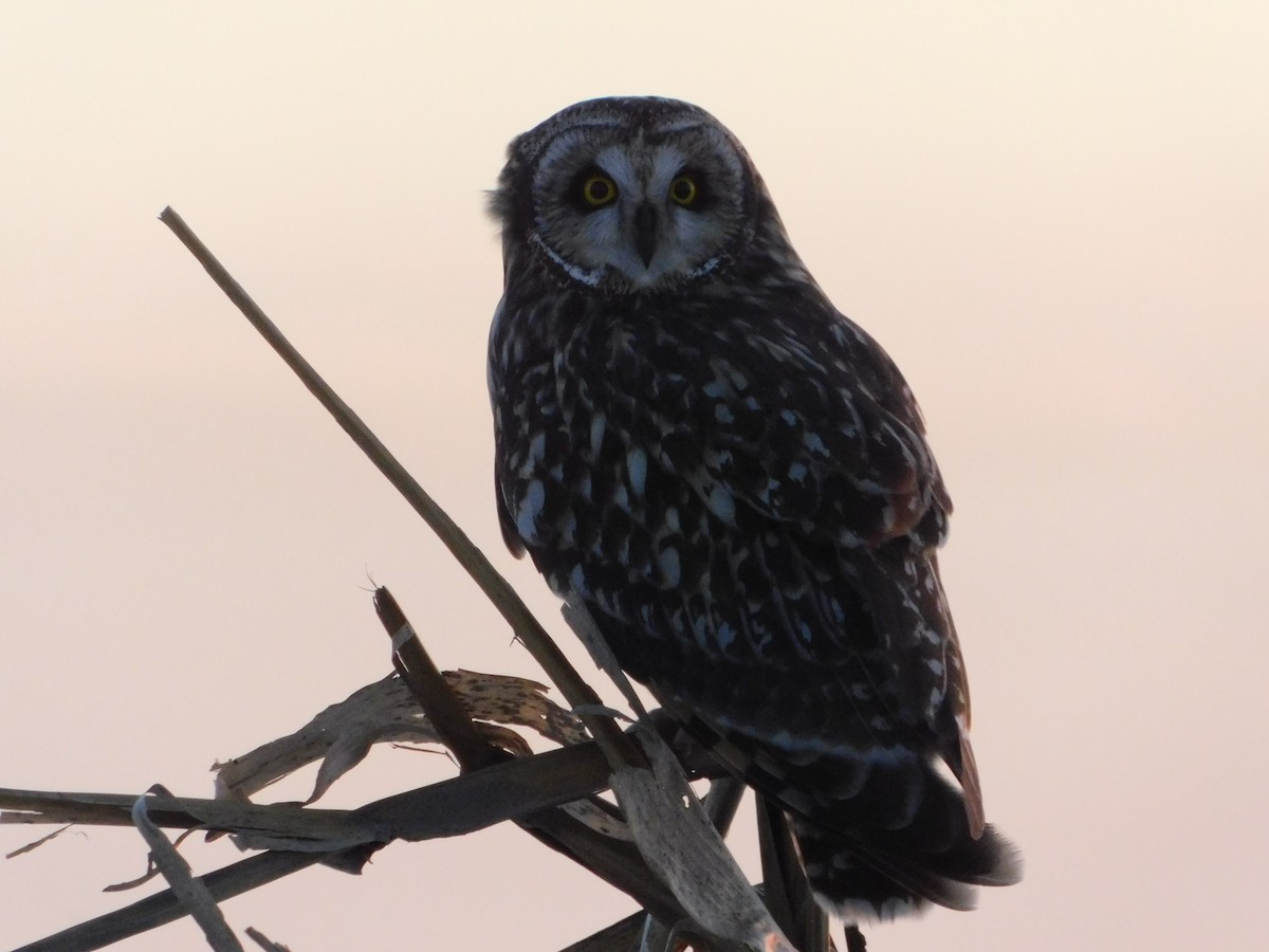 Zingira-hontza (flammeus) - ML647112438