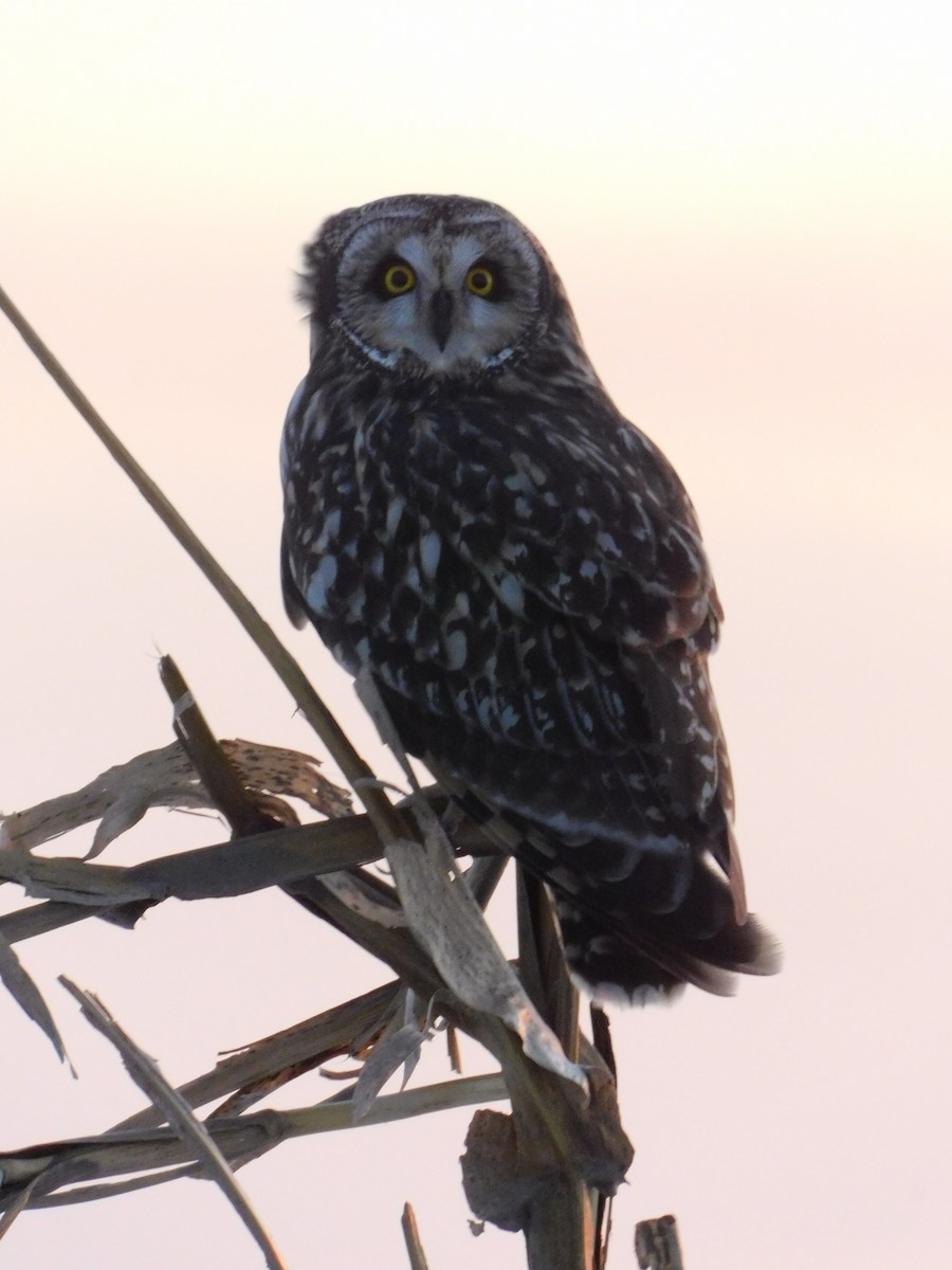 Zingira-hontza (flammeus) - ML647112439