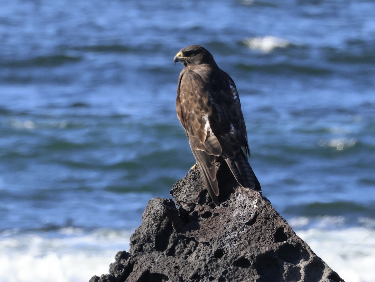 Galapagos Hawk - ML647112442