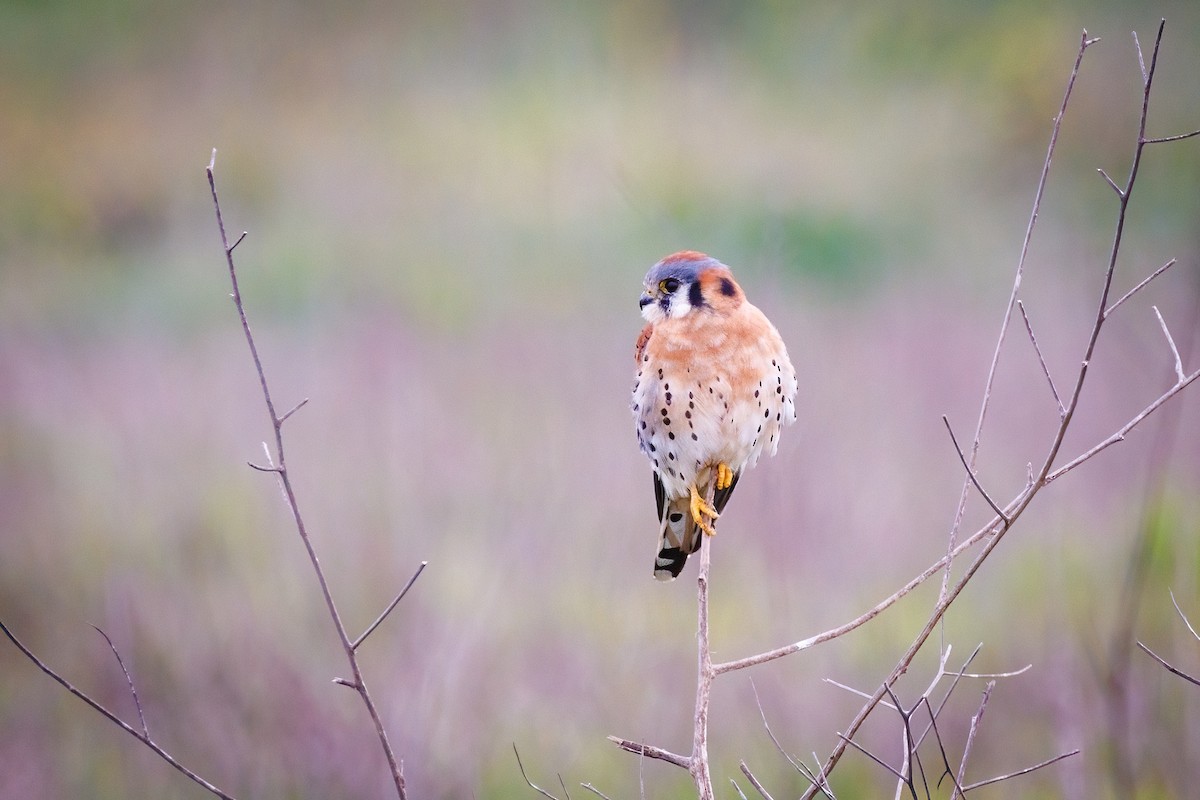 American Kestrel - ML647112450