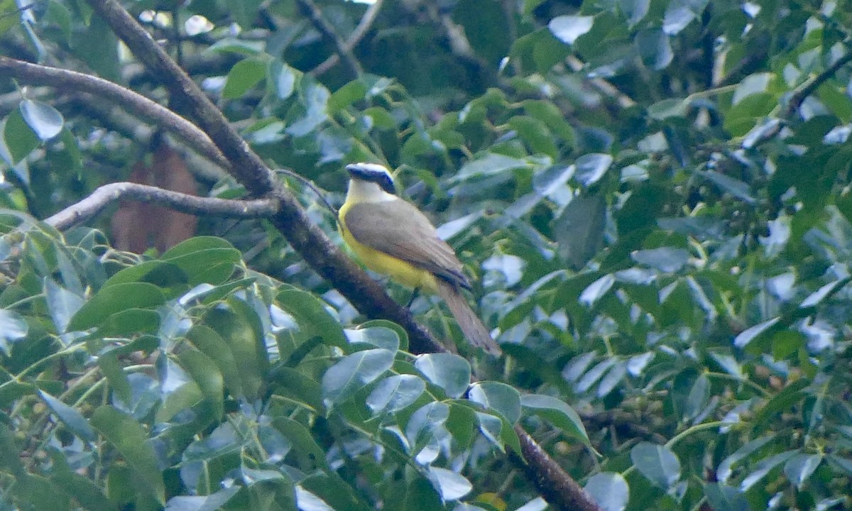 Boat-billed Flycatcher - ML647112460