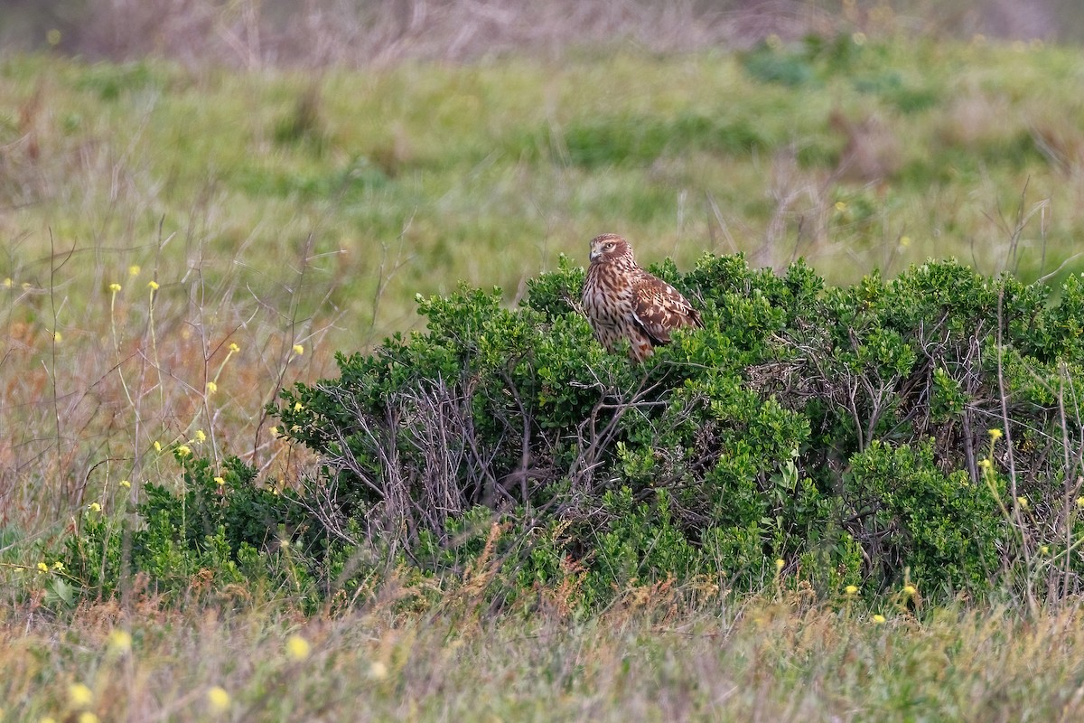 Hudsonweihe - ML647112461