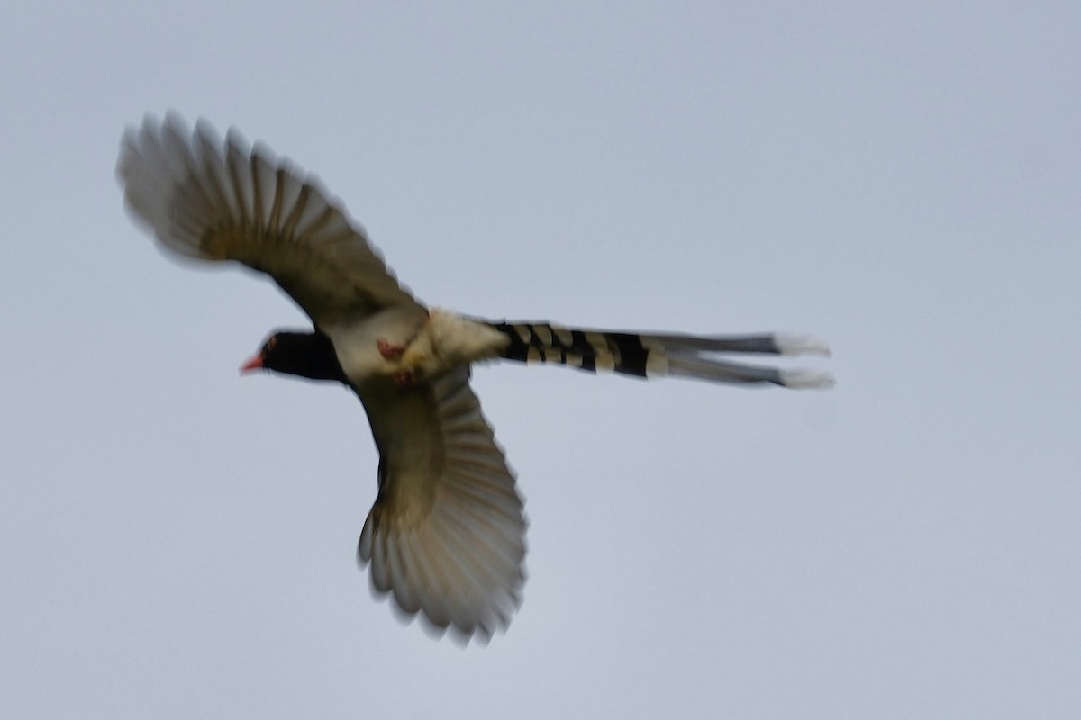 Red-billed Blue-Magpie - ML647112466