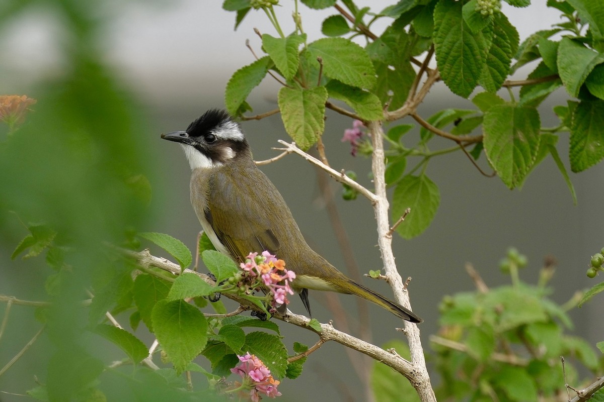 Light-vented Bulbul - ML647112468