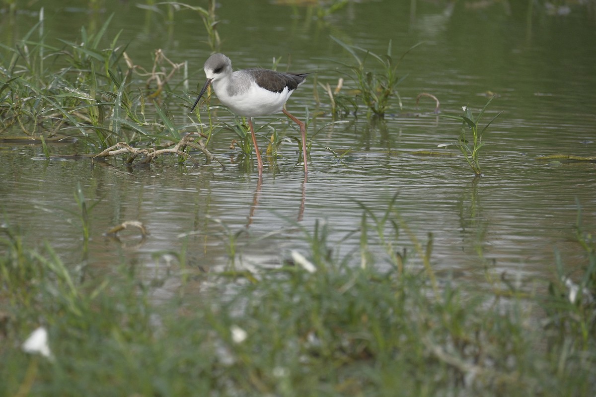 Black-winged Stilt - ML647112469