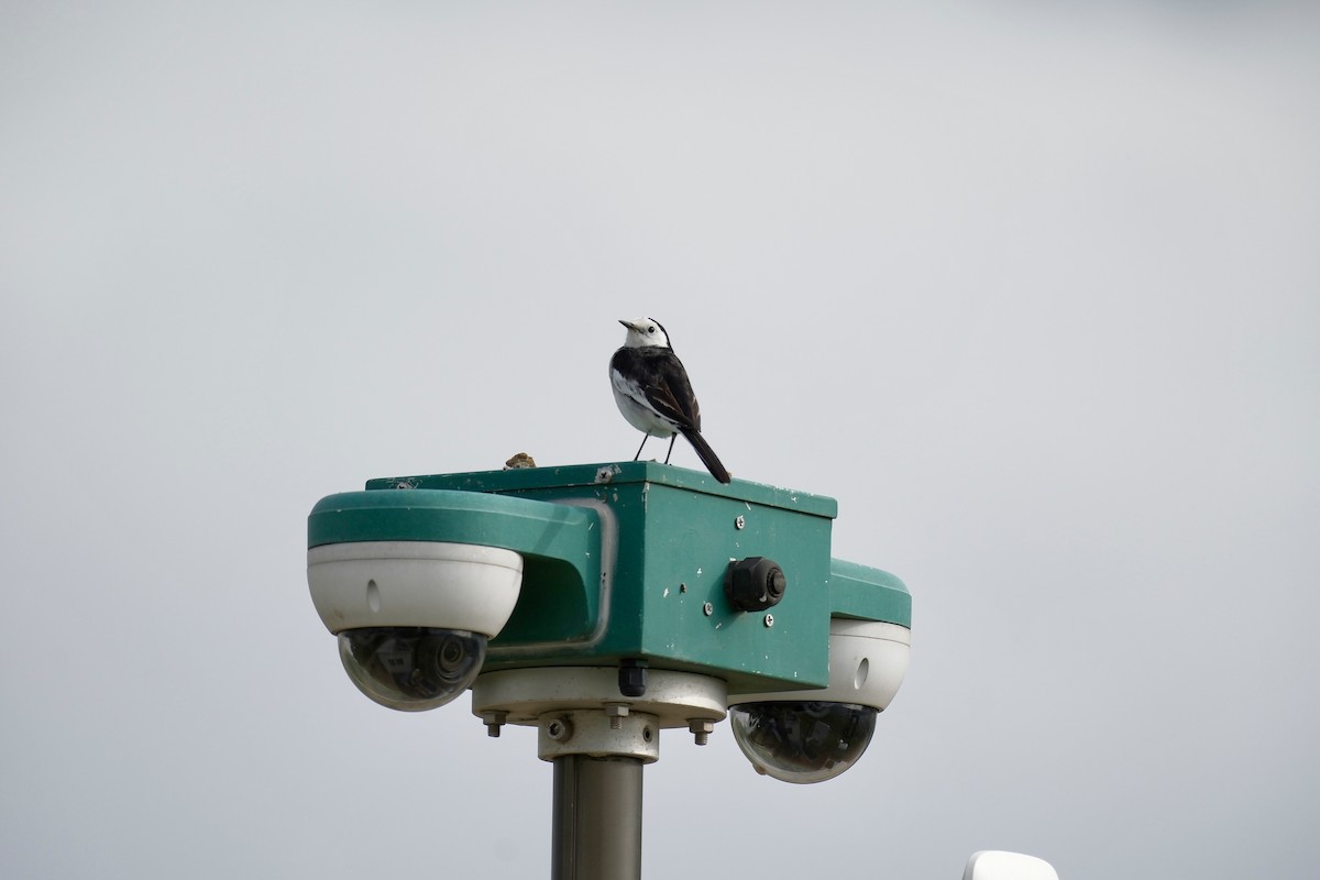 White Wagtail - ML647112470