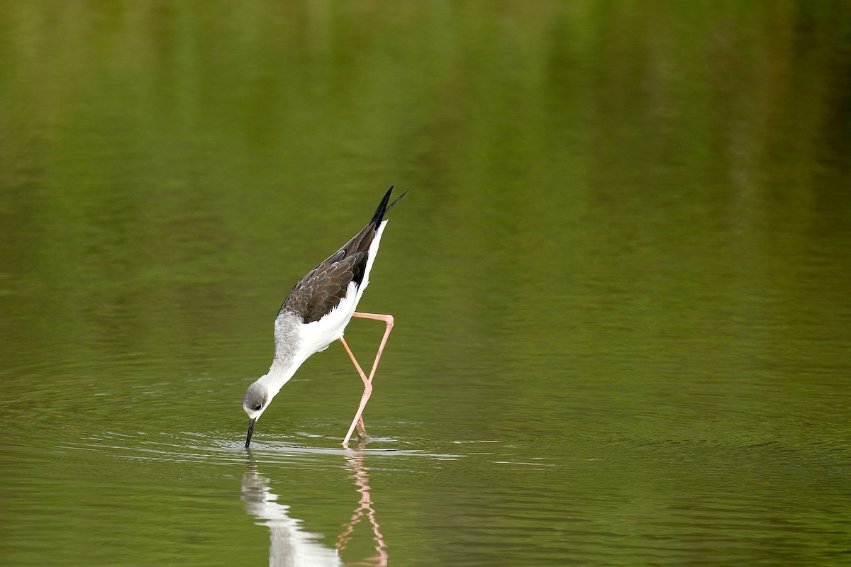 Black-winged Stilt - ML647112472