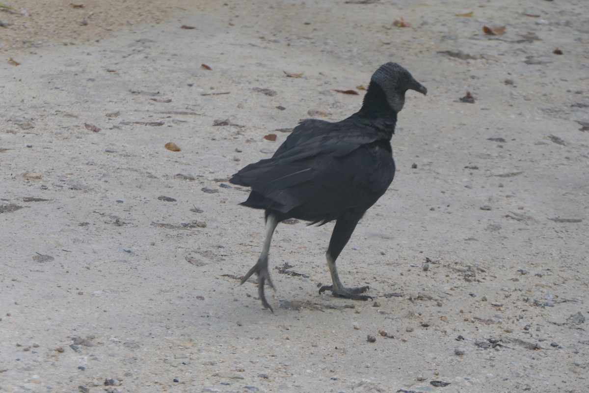 Black Vulture - ML647112477