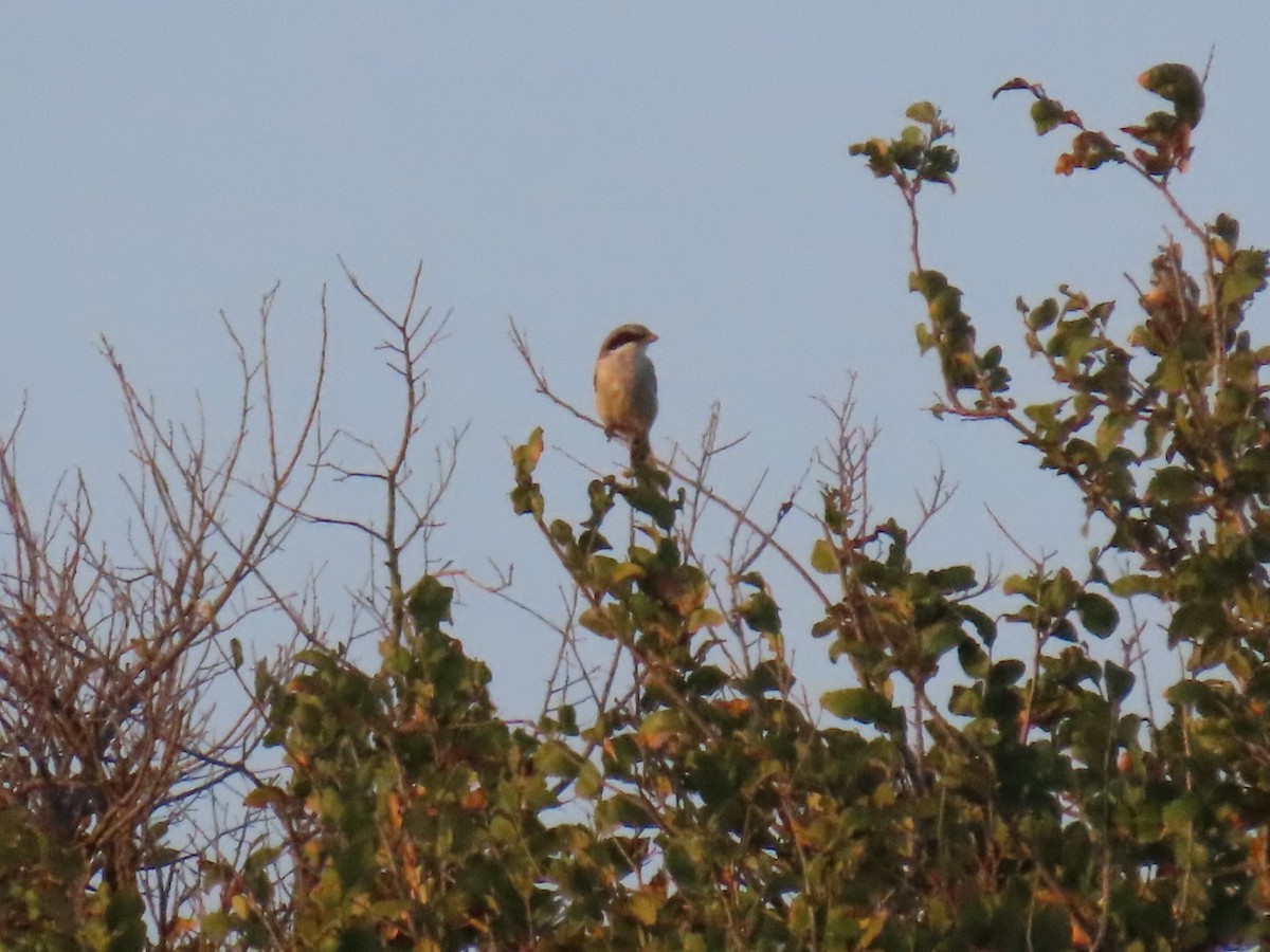 Loggerhead Shrike - ML647112479