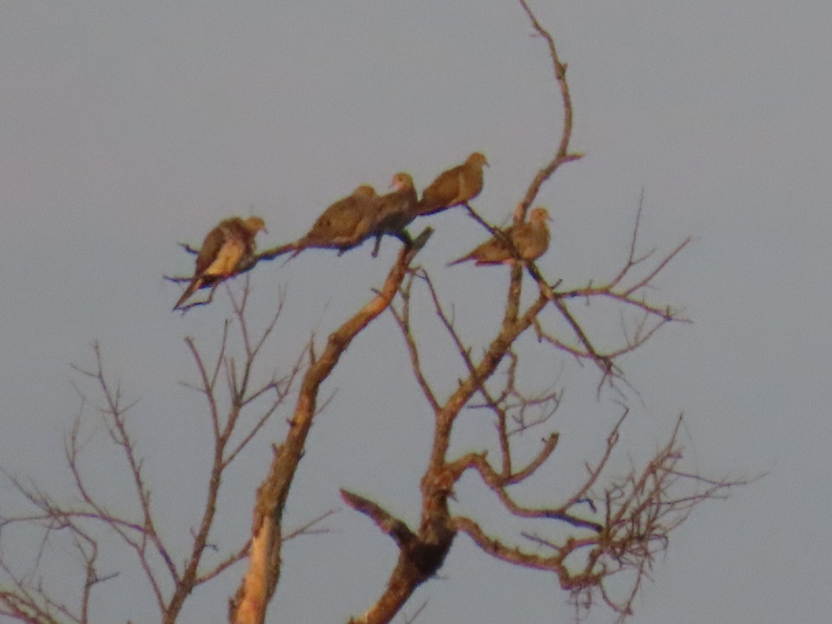 Mourning Dove - ML647112480