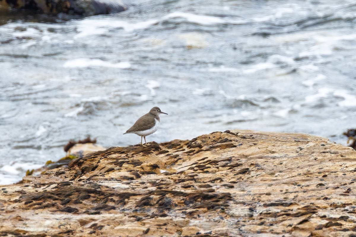 Piro piro macchiato - ML647112481