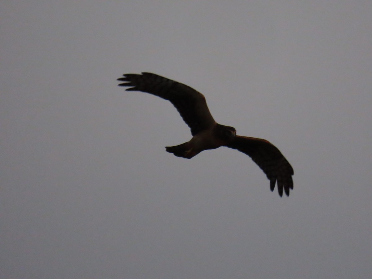 Northern Harrier - ML647112482
