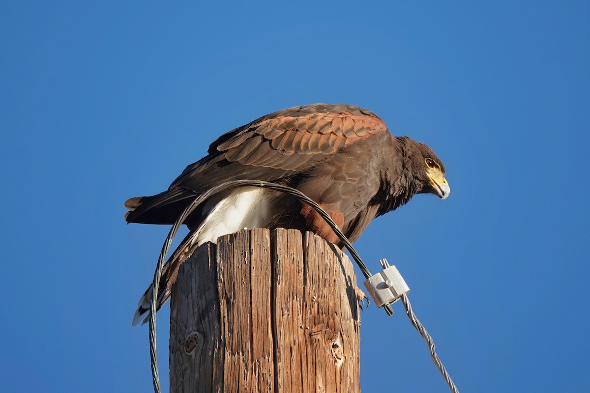 Harris's Hawk - ML647112486