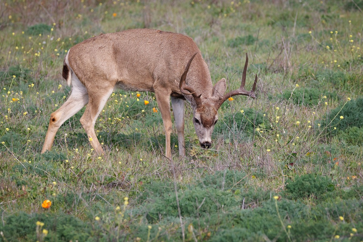 Columbian Black-tailed Deer - ML647112494