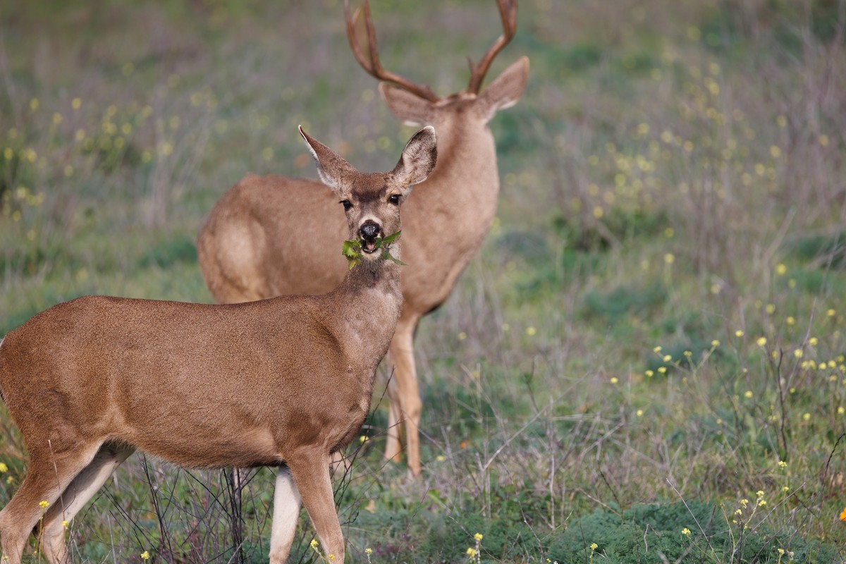 Columbian Black-tailed Deer - ML647112495