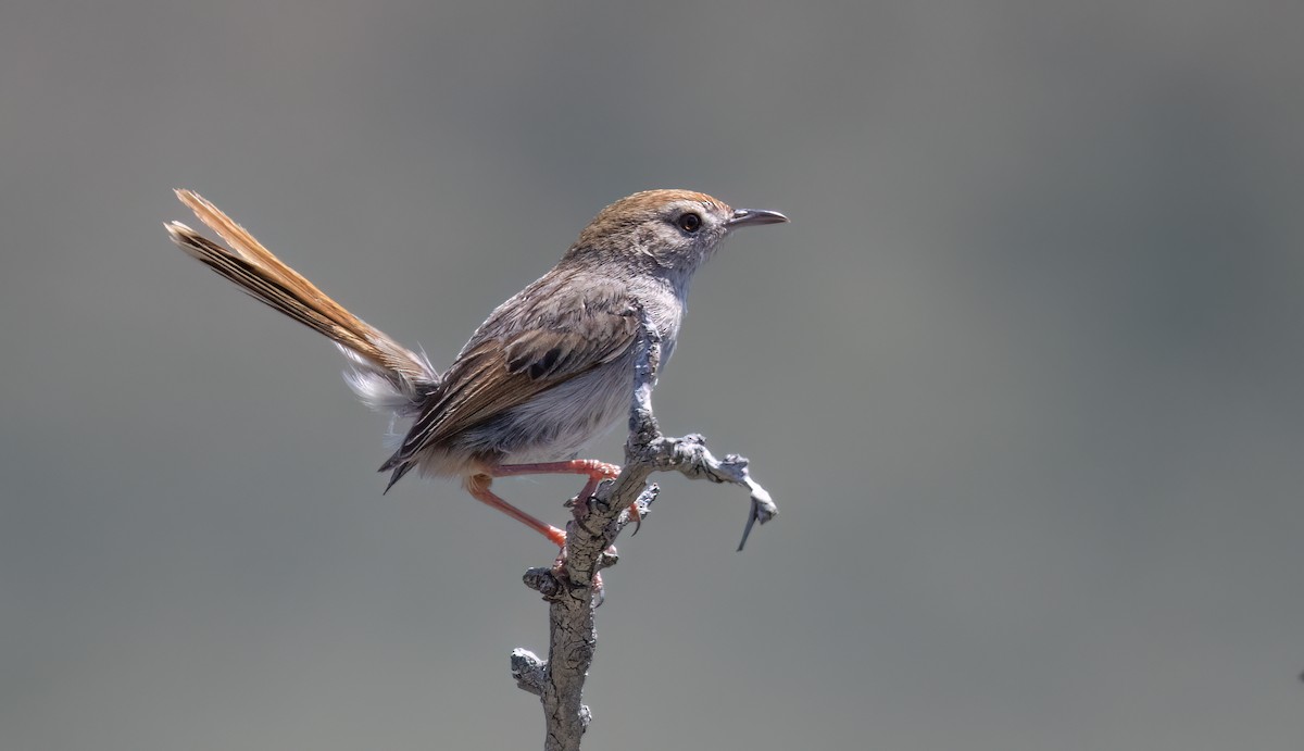 Gray-backed Cisticola - ML647112511