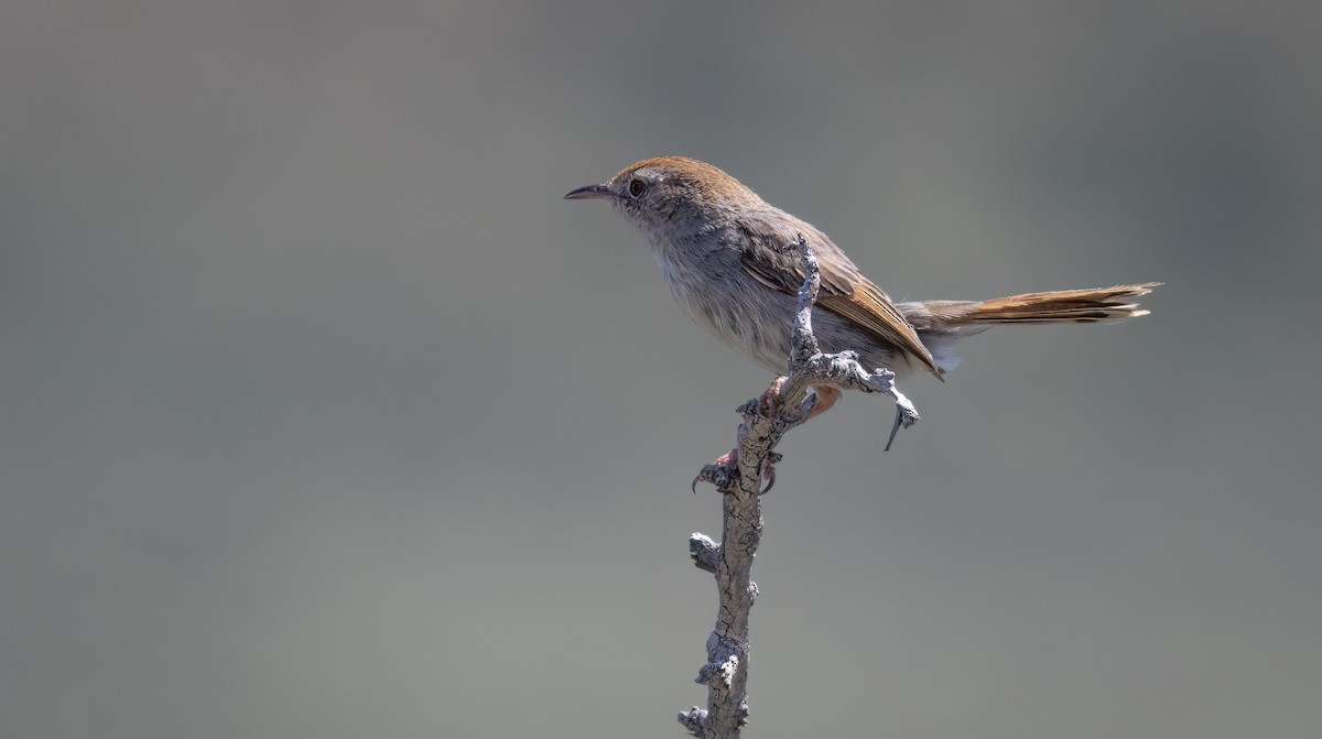 Gray-backed Cisticola - ML647112512