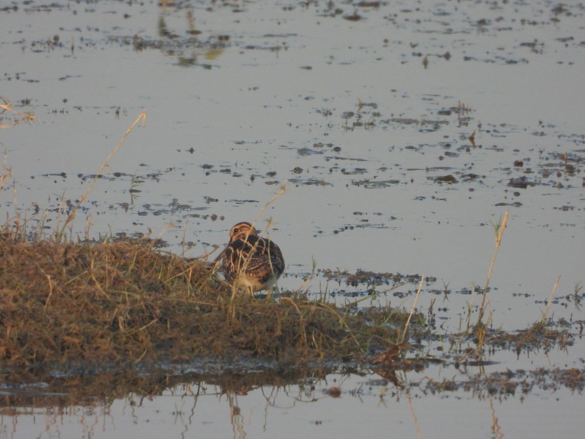 Common Snipe - ML647112523