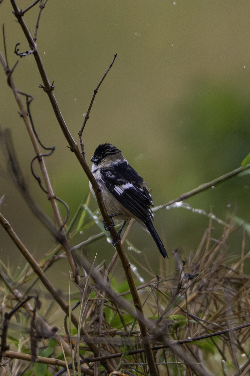 Morelet's Seedeater - ML647112525