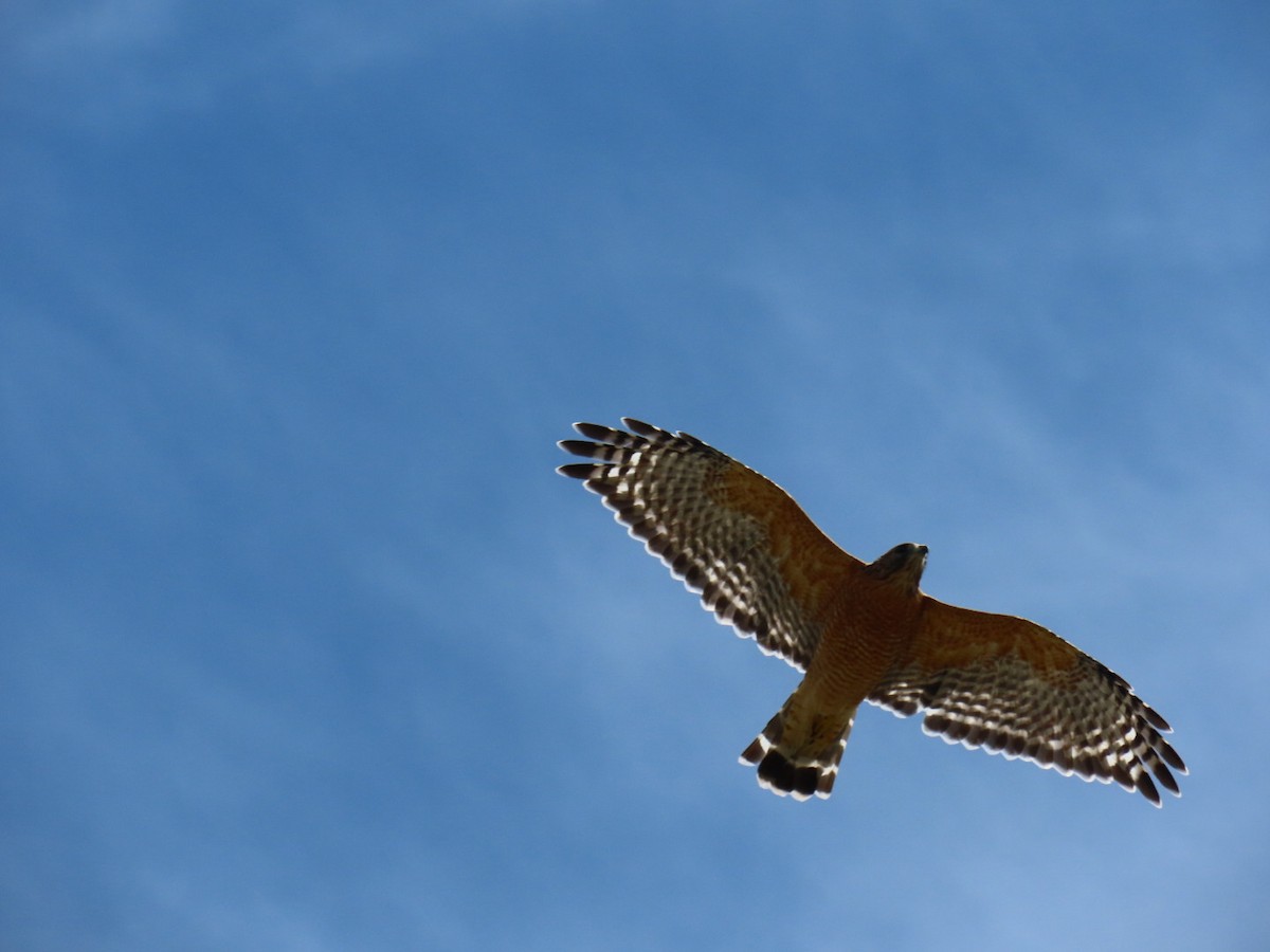 Red-shouldered Hawk - ML647112527