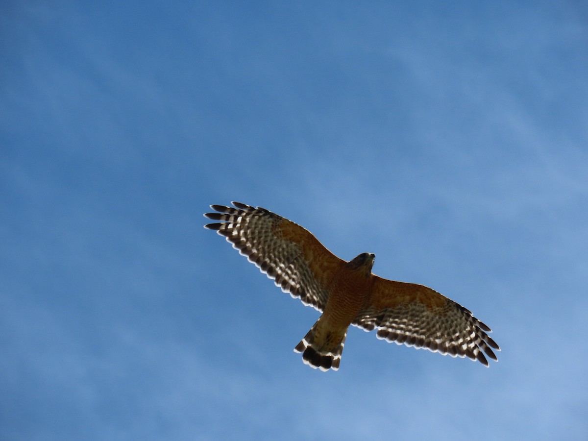 Red-shouldered Hawk - ML647112528