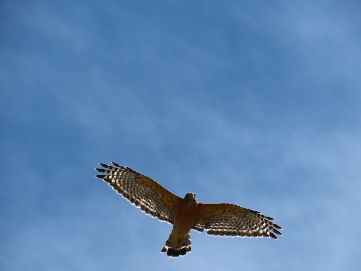 Red-shouldered Hawk - ML647112529