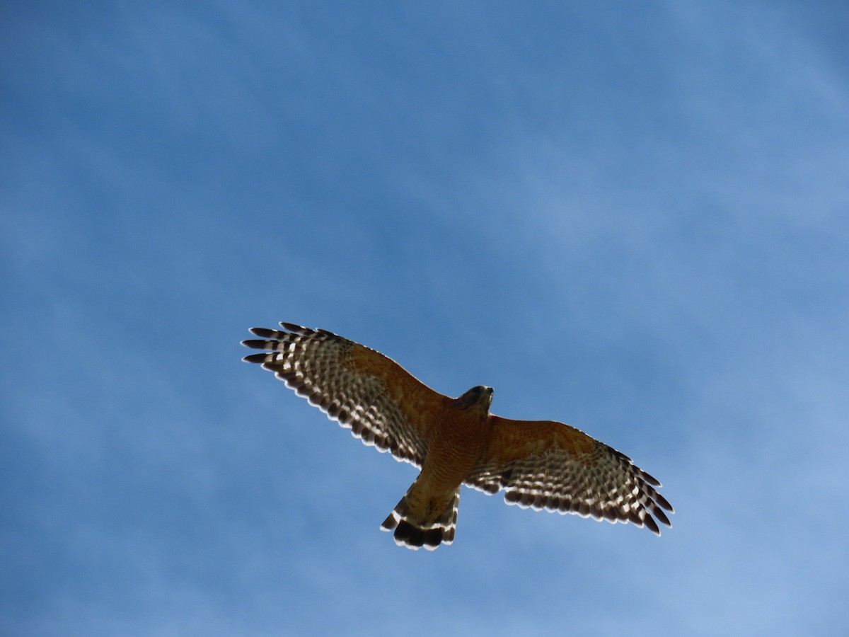 Red-shouldered Hawk - ML647112530