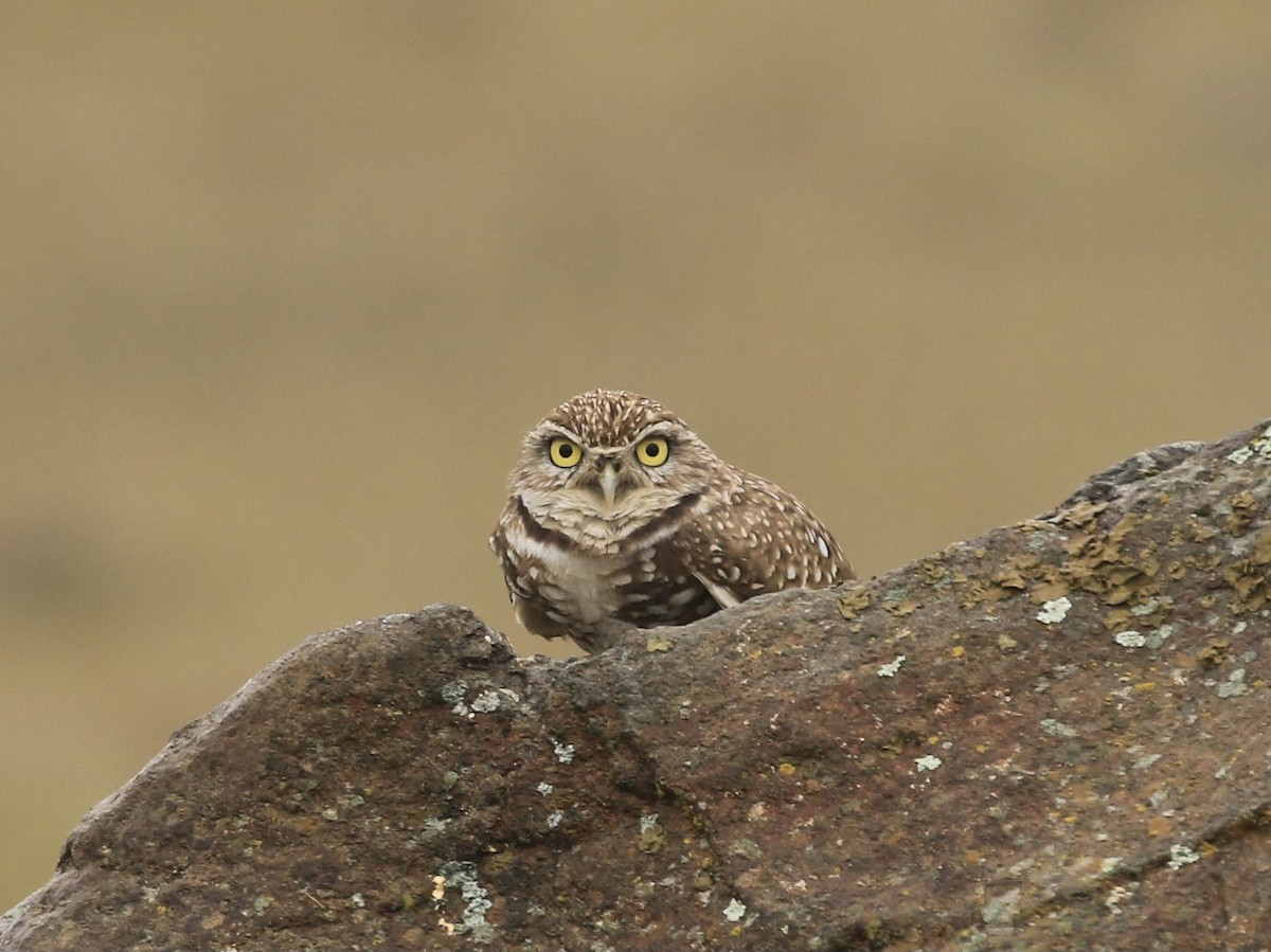 Burrowing Owl - ML647112531