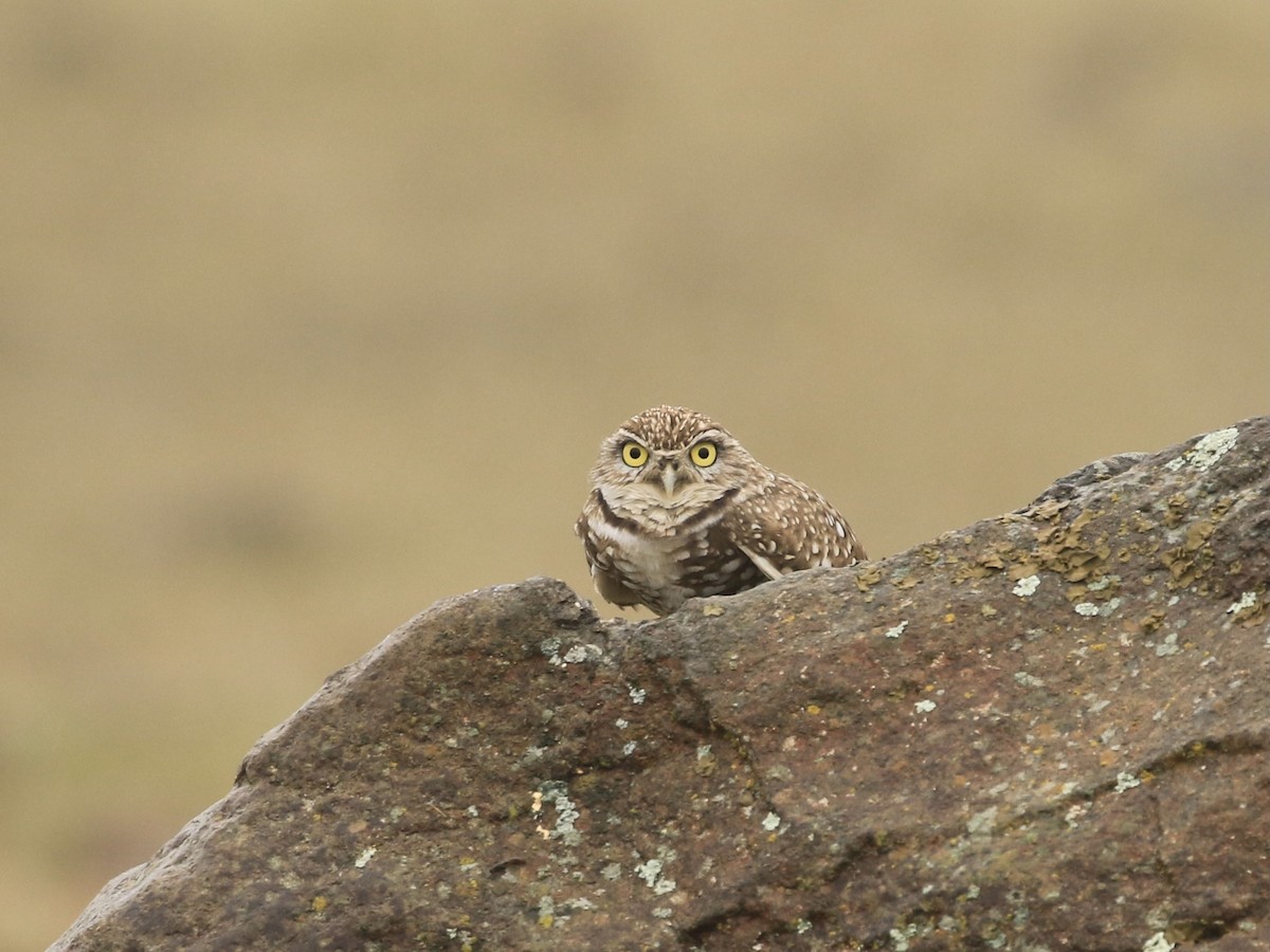 Burrowing Owl - ML647112532