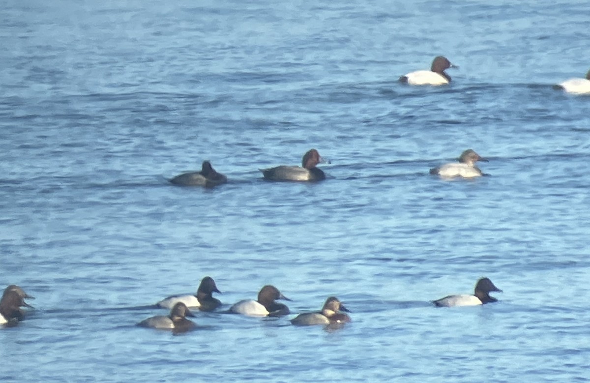 Redhead - ML647112536