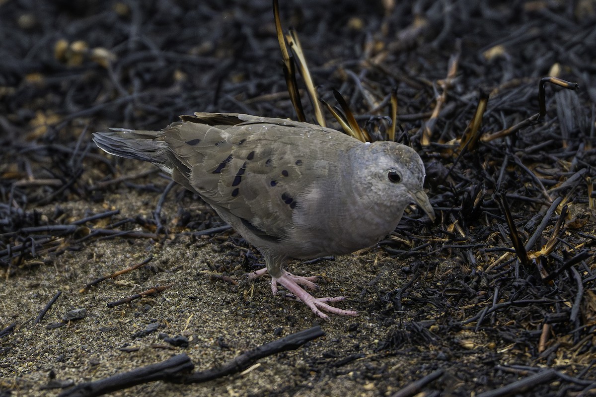 Plain-breasted Ground Dove - ML647112537