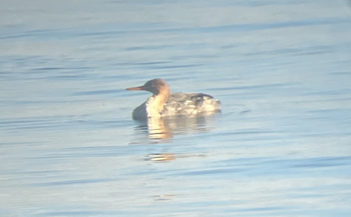 Red-breasted Merganser - ML647112540