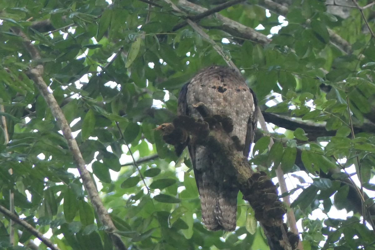 Mexikotagschläfer - ML647112542