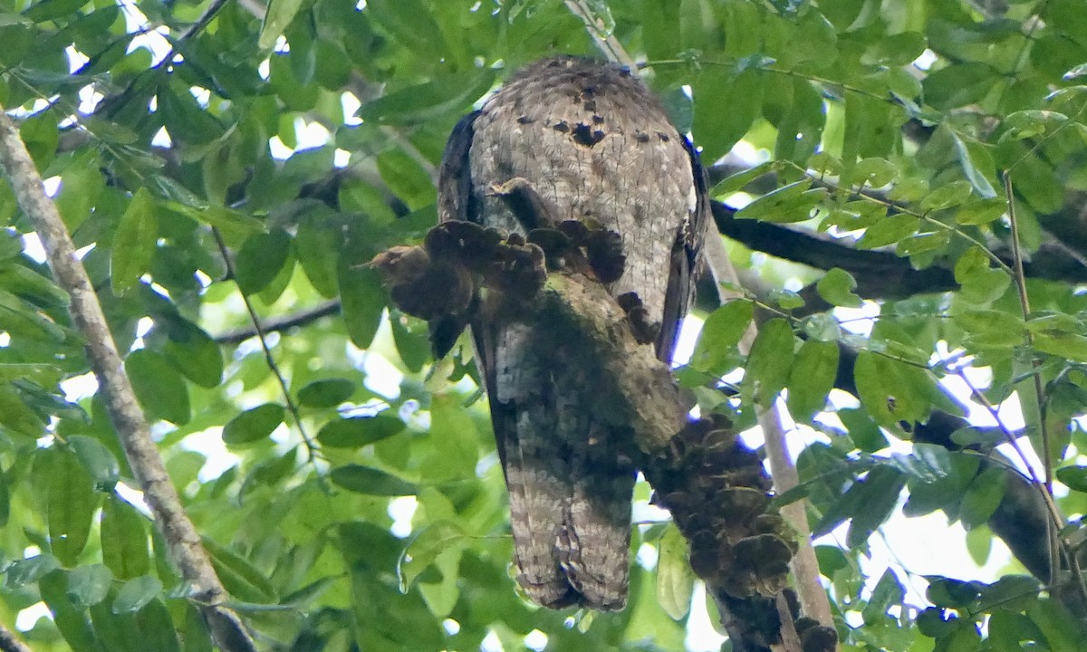 Mexikotagschläfer - ML647112545