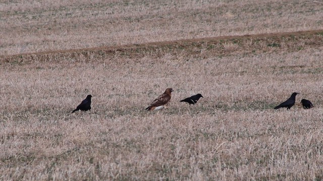Red-tailed Hawk (calurus/alascensis) - ML647112547