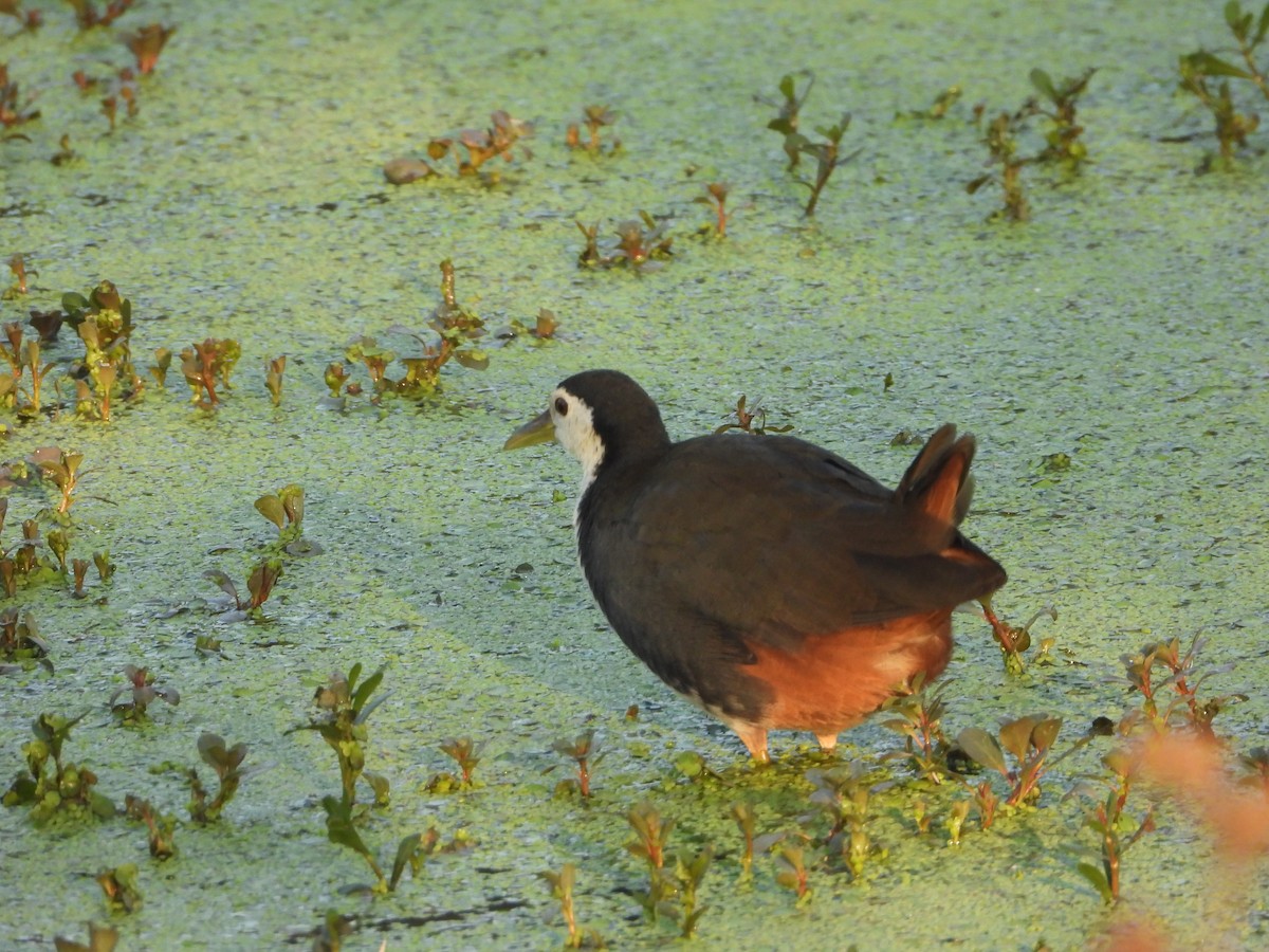 Ak Göğüslü Suyelvesi - ML647112548