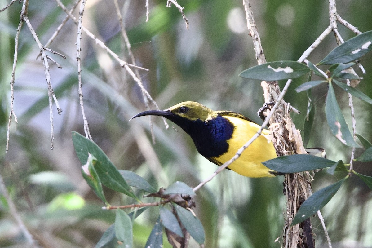 Sahul Nektarkuşu - ML647112551