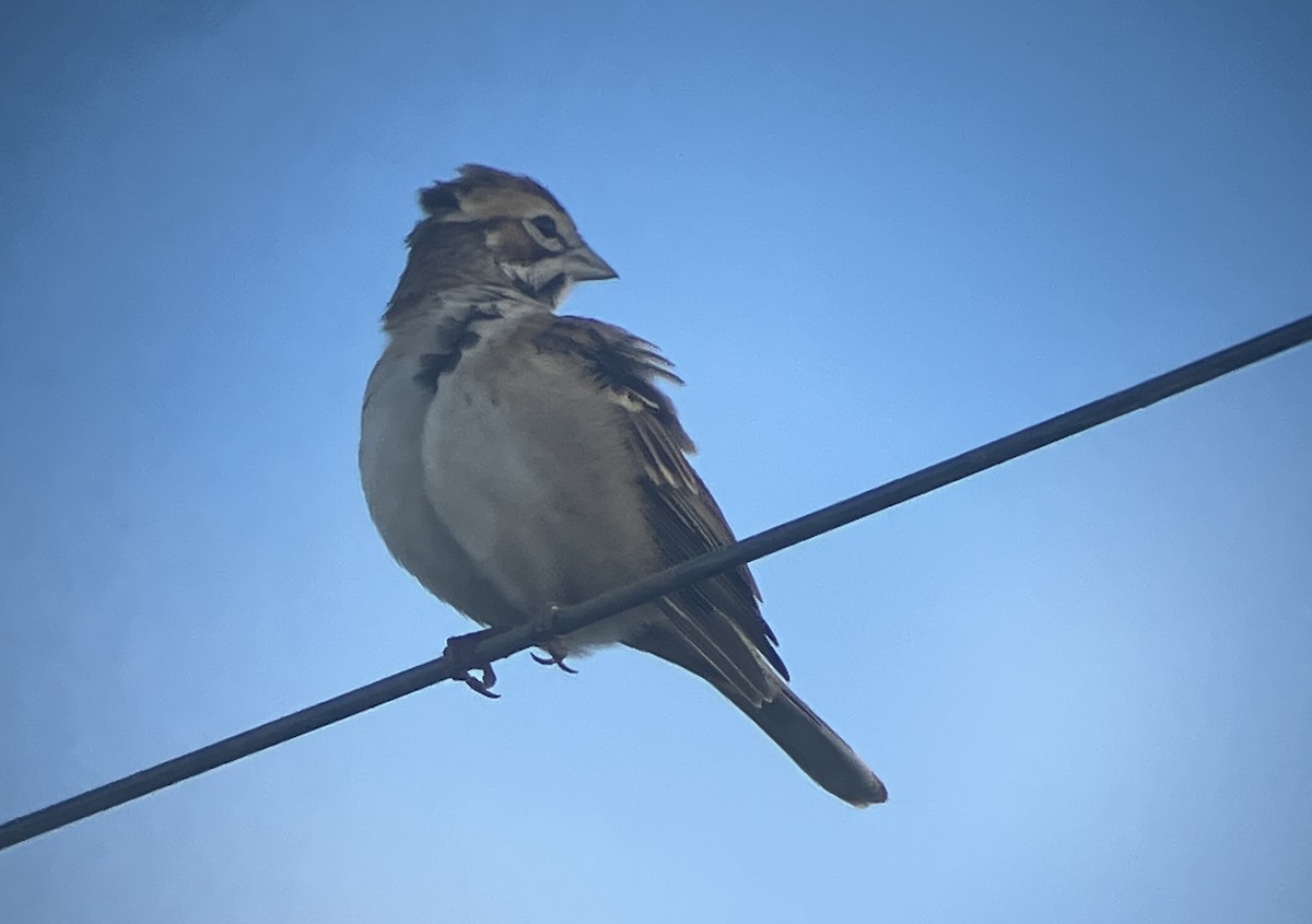 Toygar Serçesi - ML647112552