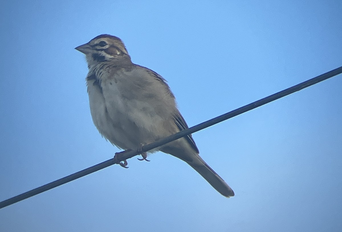 Toygar Serçesi - ML647112553